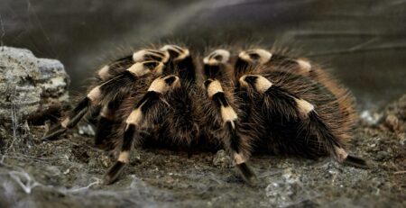 black and beige tarantula on brown soil