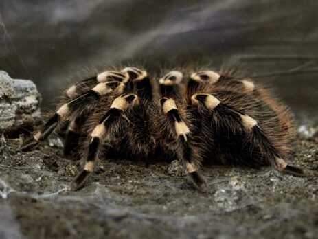 black and beige tarantula on brown soil