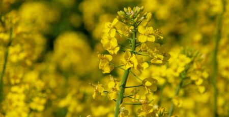 yellow flower field during daytime