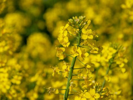 yellow flower field during daytime