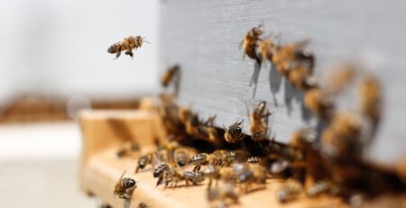 swarm of honey bees