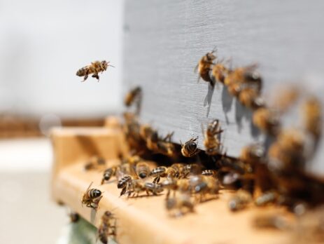 swarm of honey bees