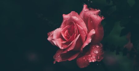 macro photography of red rose
