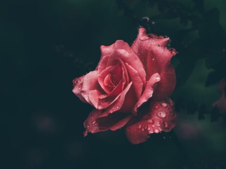 macro photography of red rose