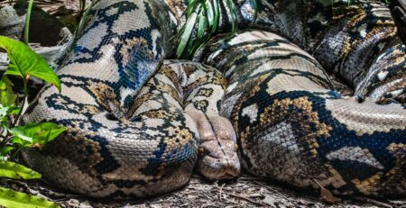 brown and black snake on ground