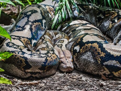 brown and black snake on ground
